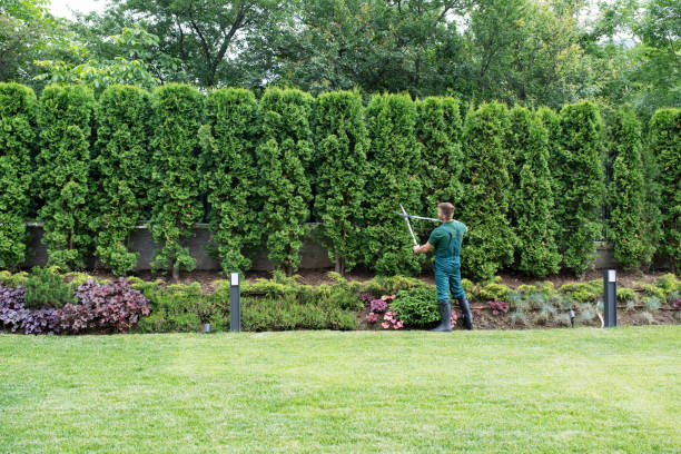 Best Lawn Watering Services  in Combes, TX